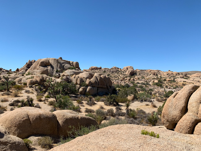 Rocks and trees in Joshua Tree National Park.