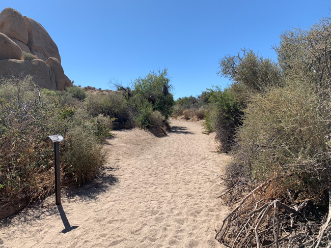 A dirt hiking trail in Joshua Tree in December.