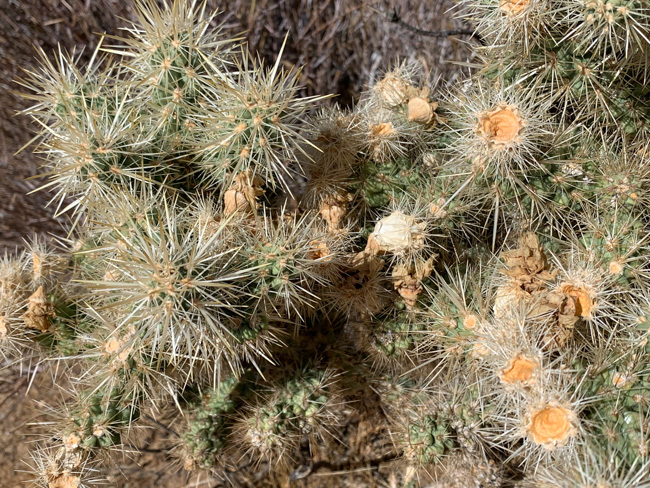 A close-up of cacti plants in Joshua Tree in December.