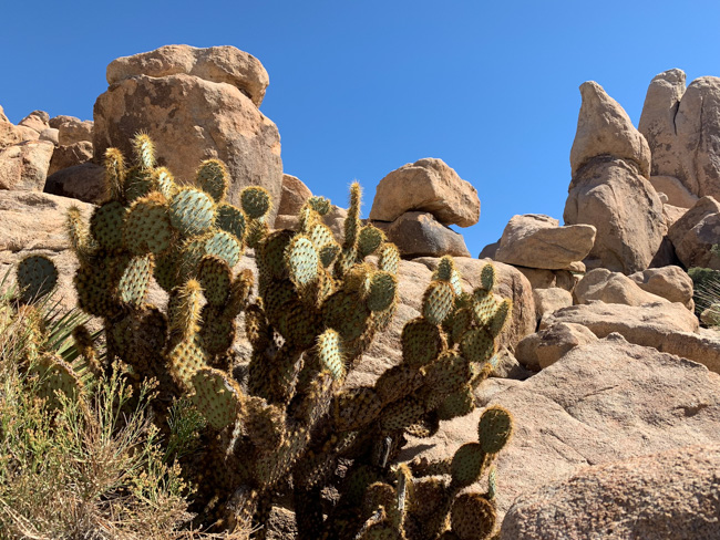 Cacti and rocks in Joshua Tree National Park.