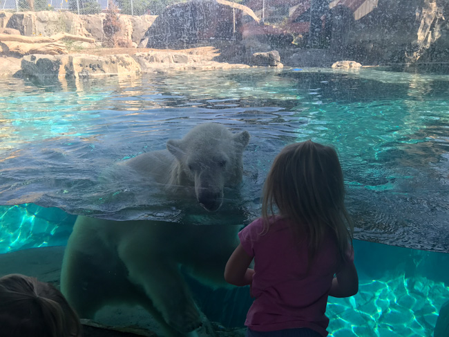 A child enjoying the polar bear exhibit at Hogle Zoo. It's one of the best things to do in Salt Lake City in winter.