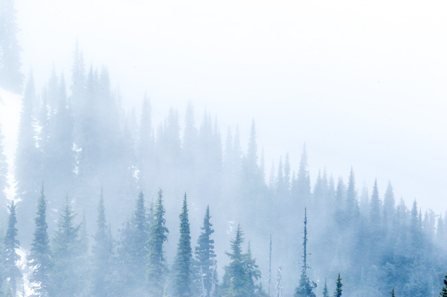 Trees on a hillside blurred by a snowy mist.