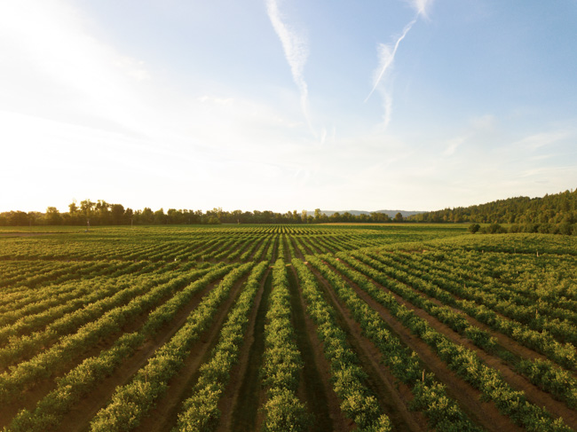 A winery, one of the best places to visit in Seattle in December.
