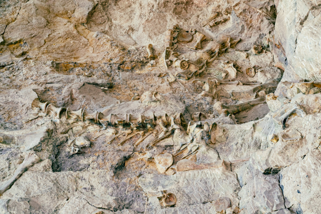 Fossils at the Dinosaur National Monument in Utah.
