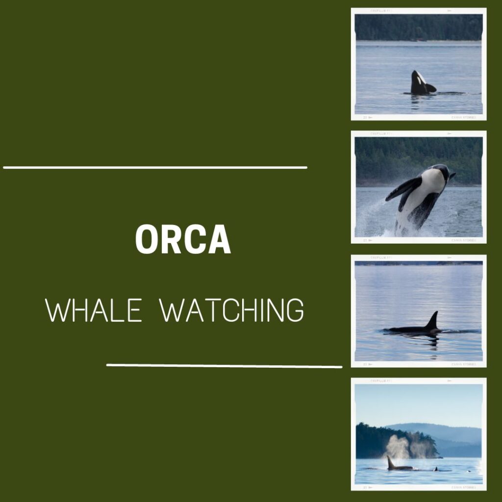 Orca whale watching graphic