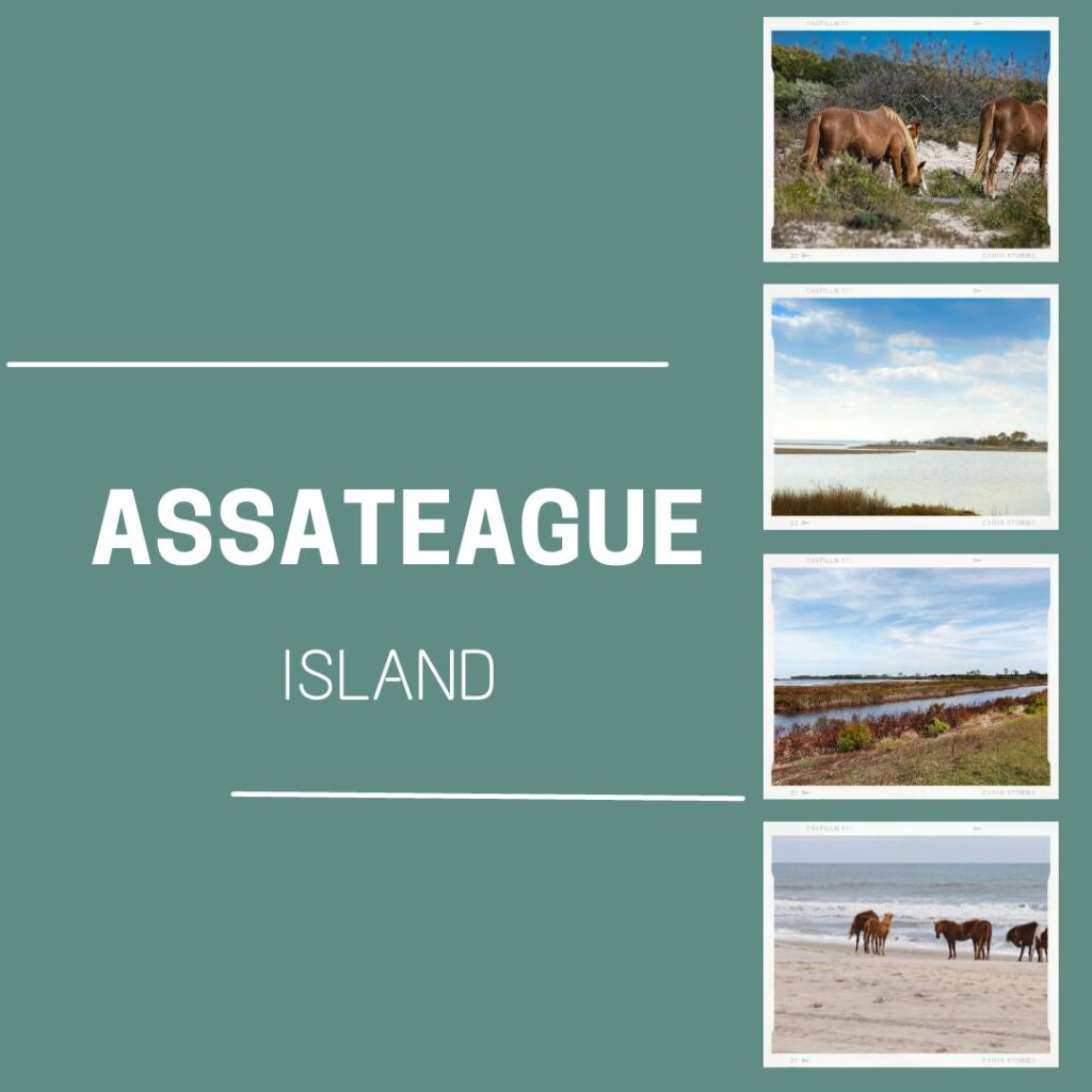 Assateague Island graphic