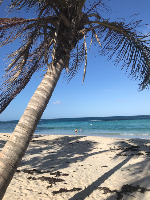 Palm tree on the beach.
