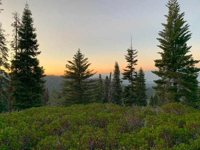 Pine trees and shrubs in a California National Park.