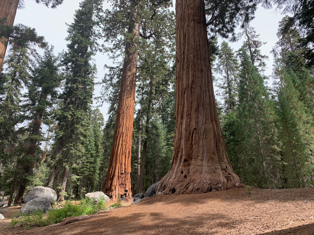 Sequoia National Park in December: A Complete Visitor’s Guide in 2025