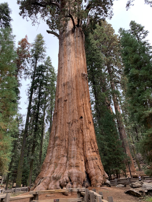 General Sherman in Sequoia National Park in December.