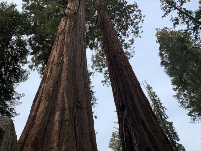 Looking up from the ground at huge trees in Sequoia National Park in December.