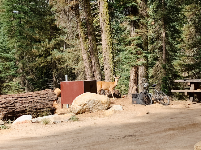 A deer near a campground area in Sequoia National Park in December.