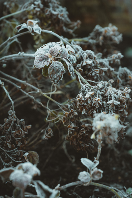 Frosted plant at Red Butte Garden. A walk here is one of the best things to do in Salt Lake City in winter.