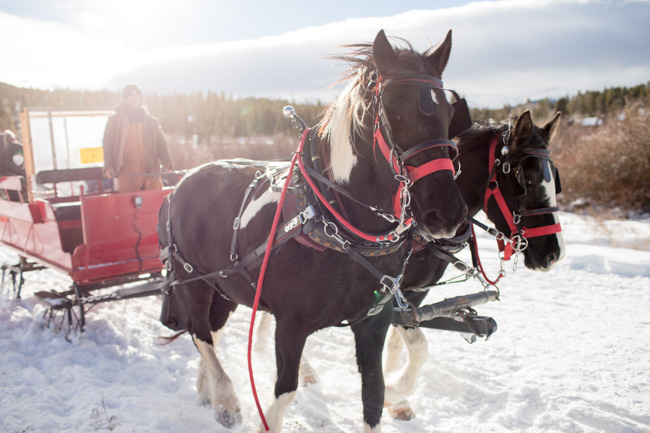 Horses pulling a sleigh through the snow.