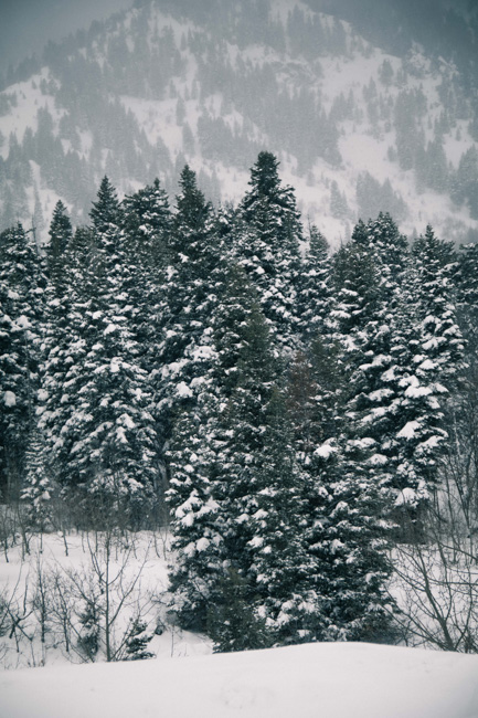 Snow covered pine trees in Ogden, Utah.