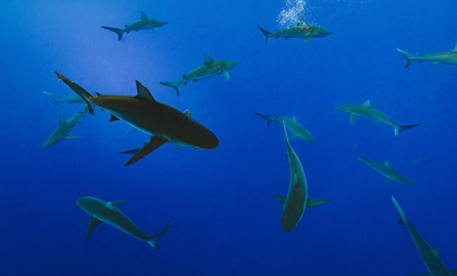 A group of sharks in Oahu in January.