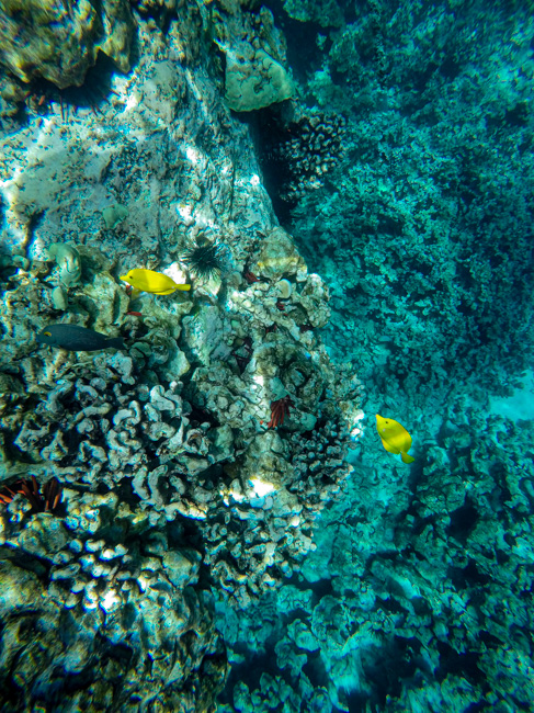 Fish and coral underwater in Oahu in January.