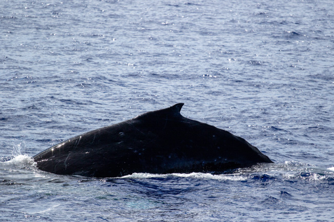Humpback Whale in Oahu in January.