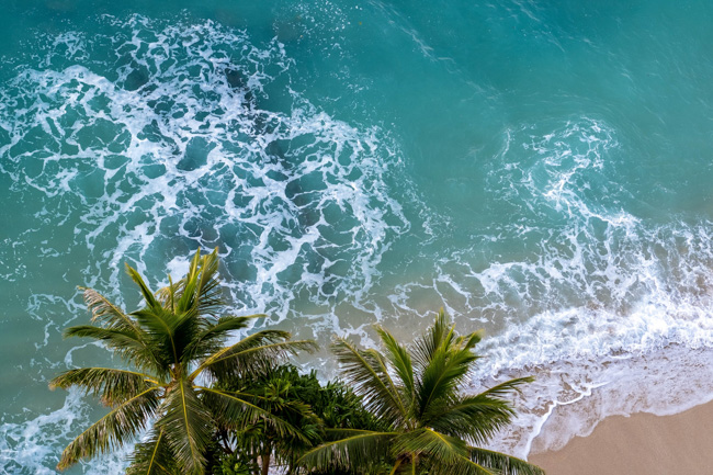 Palm trees at the beach.