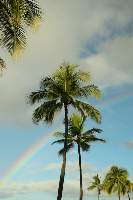 Palm trees and a rainbow in Oahu in January.