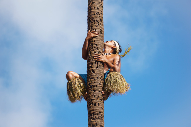 A performing climbing a tree in Oahu in January.