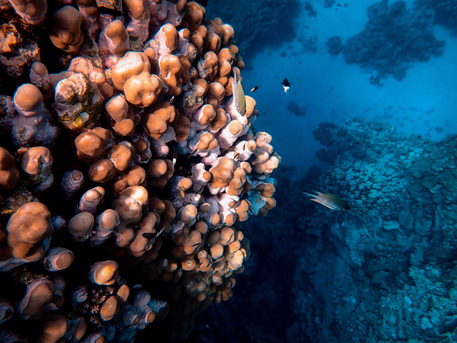 Underwater fish and plant life.