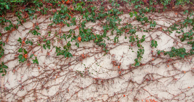 Winter plants growing across a wall in Los Angeles, one of the most fun places to visit in California in winter.