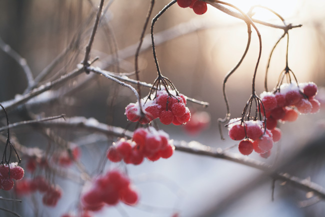 Frosty berries hanging from tree branches.