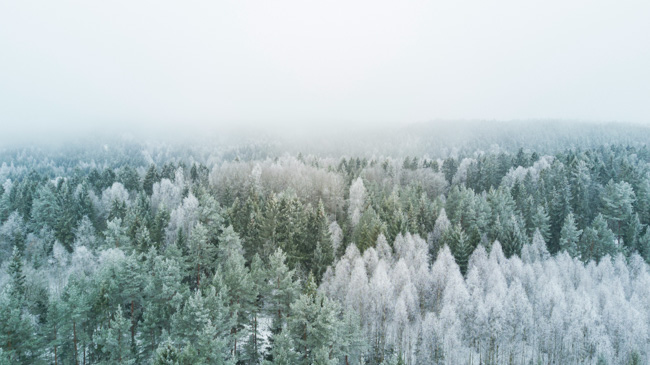 Snowy trees are some of the most beautiful sights to enjoy when exploring places to visit in California in winter.