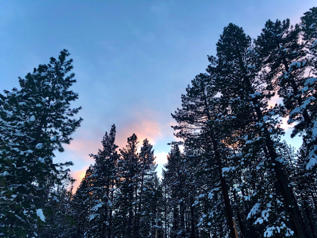 Snowy trees near Calistoga, one of the best places to visit in California in winter.
