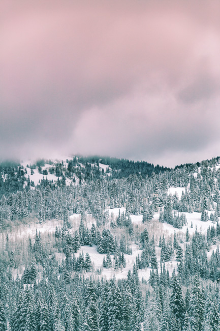Snowy trees around Lake Tahoe, one of the best places to visit in California in winter.