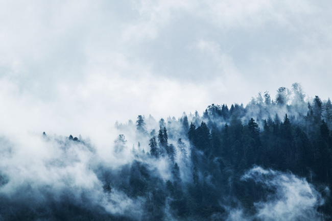 Snowy mist blowing through trees.