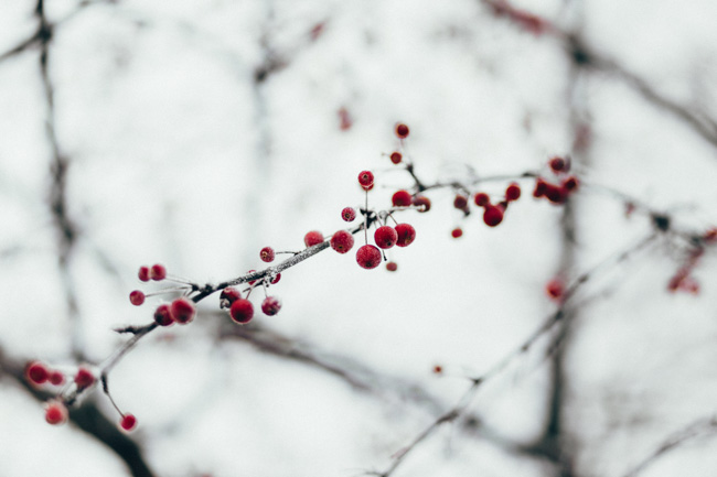 Berries on a twig.