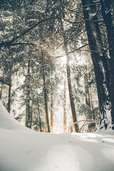 Heavy snow and tall trees.