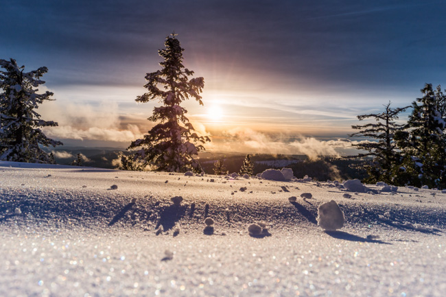 Heavy snow with trees in the background in Sequoia National Park in December.