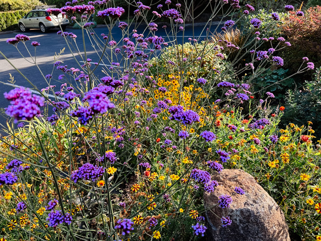 Beautiful flowers at Connie Hansen Garden Conservancy. A stop here is one of the best things to do in Lincoln City.