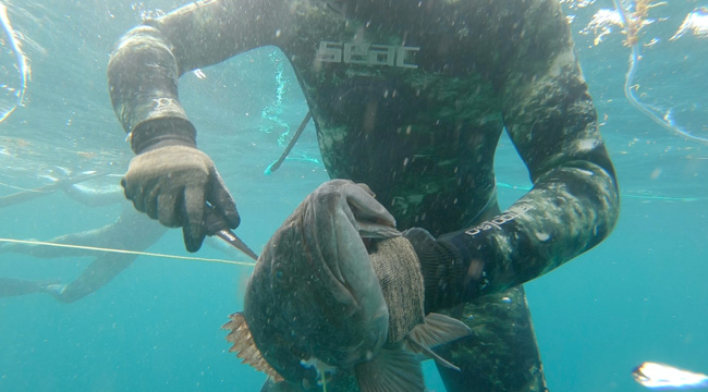 Spearfishing is one of the most unique things to do in Culebra Puerto Rico.