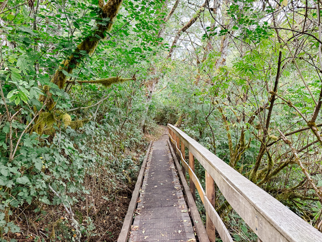 Wood boardwalk found along the Cascade Head trail