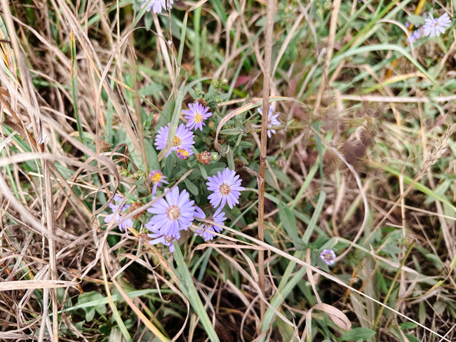 Wildflowers along the hiking trail on the Oregon Coast