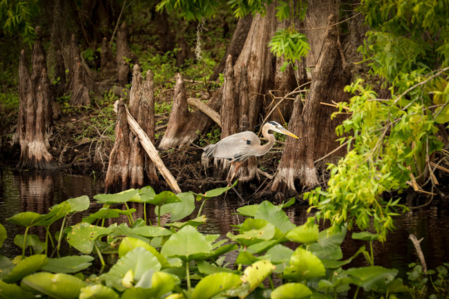 There are is so much wildlife to enjoy at Homosassa Springs, one of the best springs near Orlando.