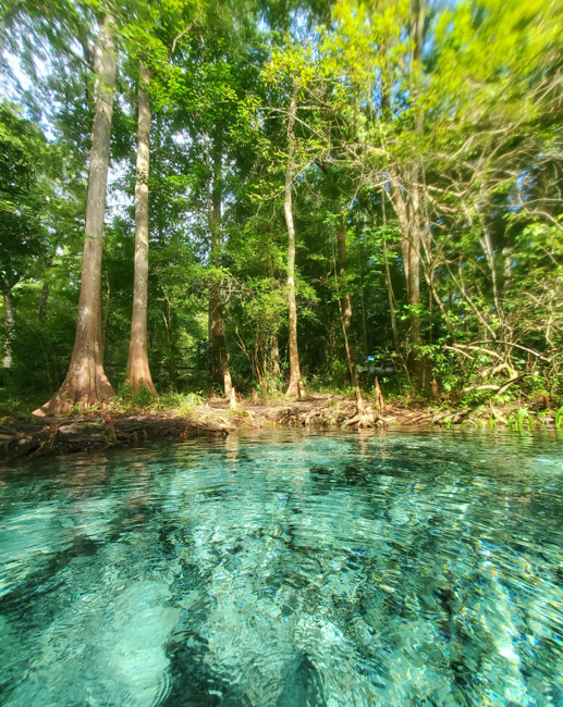 Ginnie Springs is one of the most family-friendly springs near Orlando.