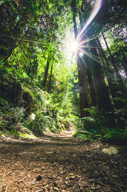 Pfeiffer Falls is a great family-friendly hike.