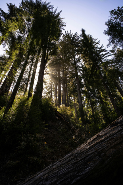 Hiking is one of the most adventurous things to do in Big Sur.