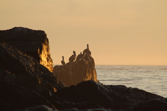 Limekiln State Park is beautiful and a visit here is one of the best things to do in Big Sur.
