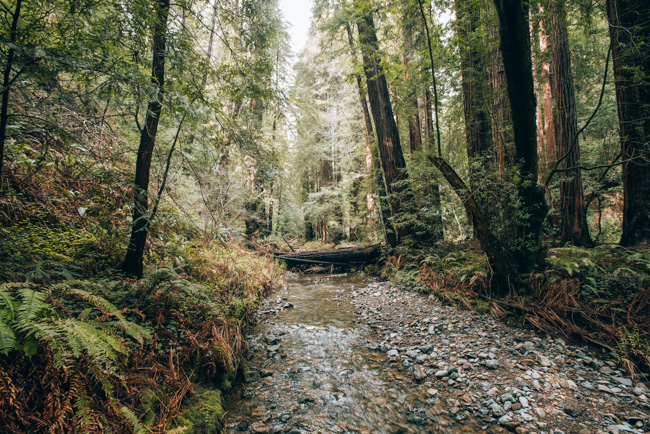 Mill Creek Trail