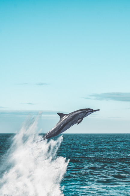 A dolphin in Florida.