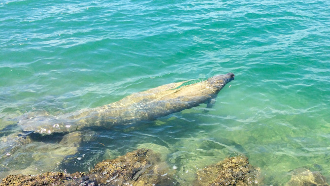 A manatee in the water in Florida.