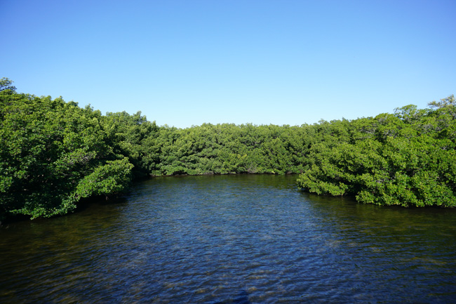 Kayaking through the mangrove forests is one of the most fun things to do in Lovers Key State Park.