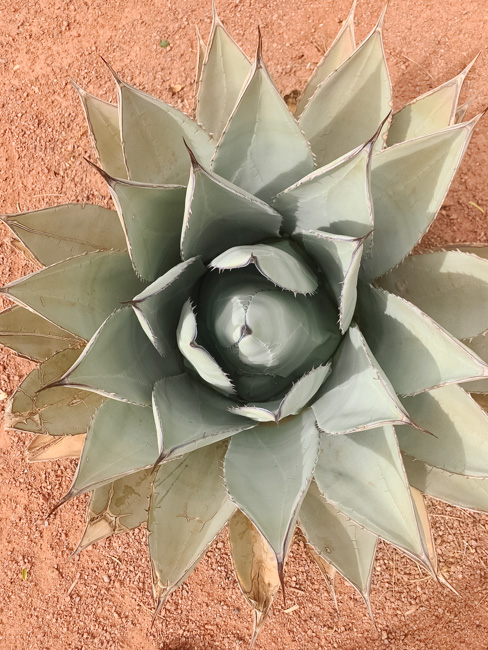 A plant at the Red Hills Desert Garden in St. George, Utah